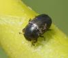 Meligethinae inconnu